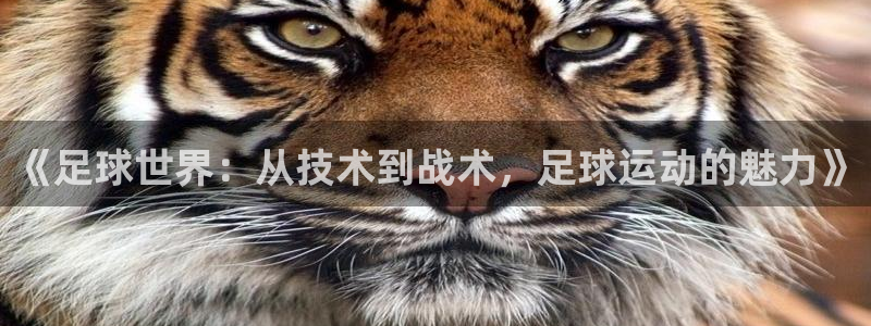 f88体育在线平台：《足球世界：从技术到战术，足球运动的魅力》